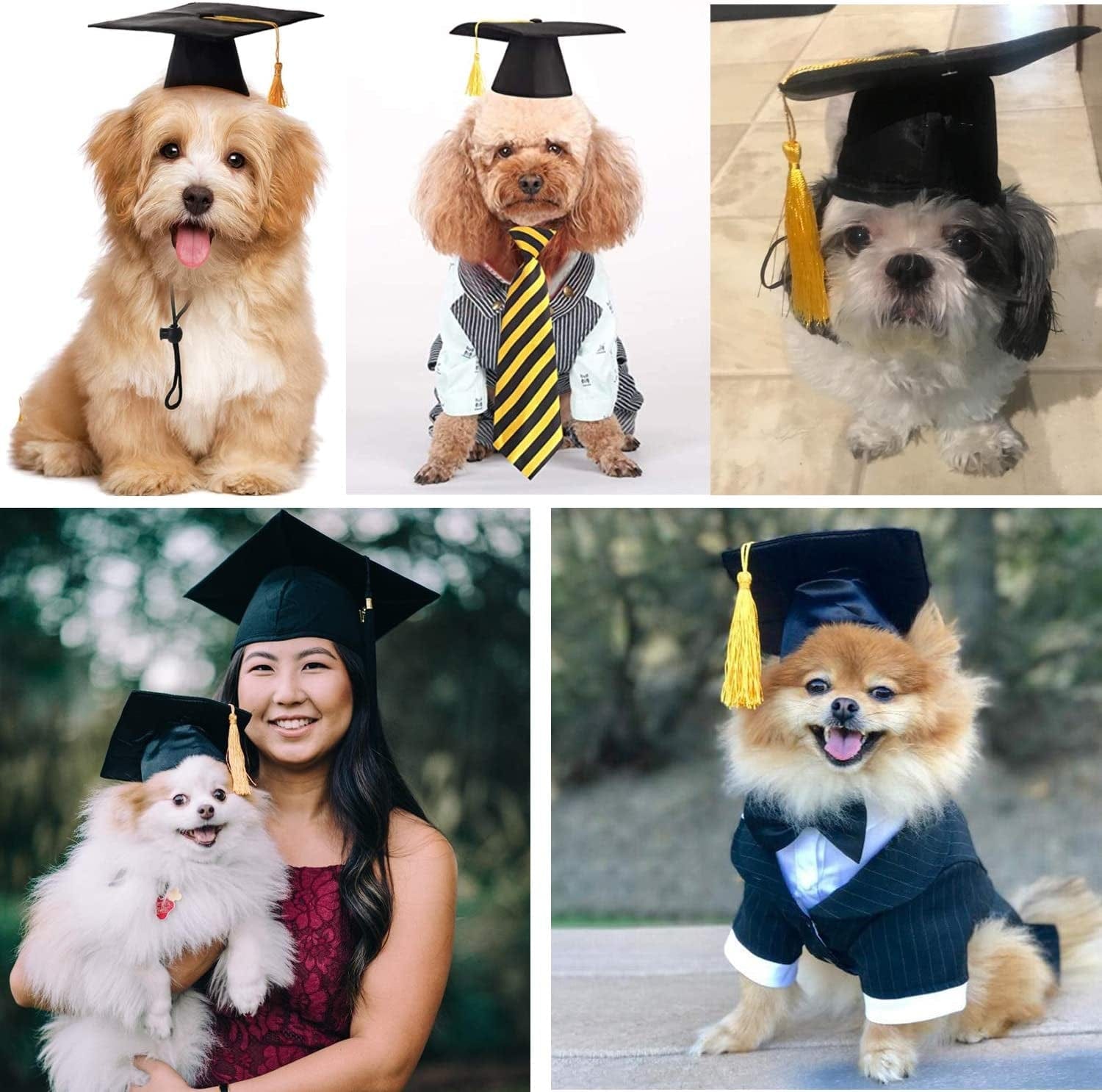 DolliBu Bernese Dog Graduation Plush Toy - Super Soft Dog Graduation  Stuffed Animal Dress Up with Gown & Cap with Tassel Outfit - Cute  Congratulatory Graduation Gift - 8 Inch - Walmart.com